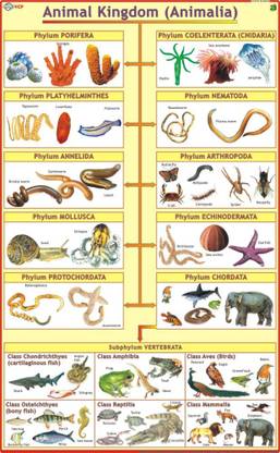 Animal Kingdom Chart Paper Print