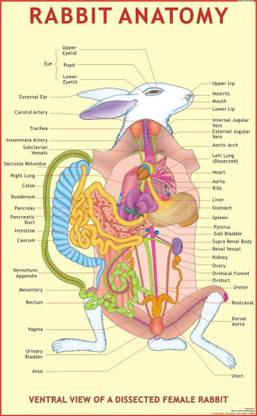 Rabbit Anatomy Chart Paper Print