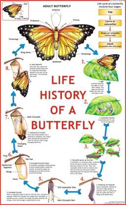 Butterfly Chart Paper Print