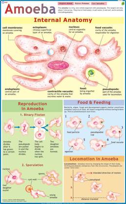 Amoeba Chart Paper Print