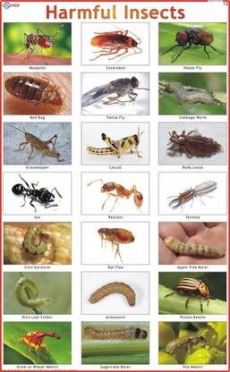Harmful Insects Chart Paper Print