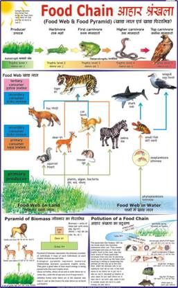 Food Chain Chart Paper Print