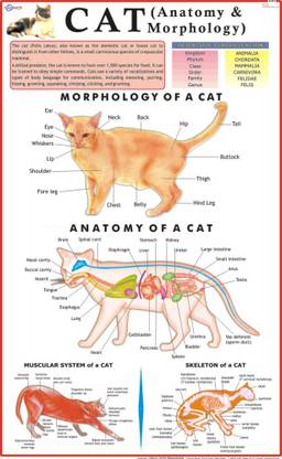 Cat Chart Paper Print