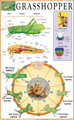 Protozoa Chart Paper Print