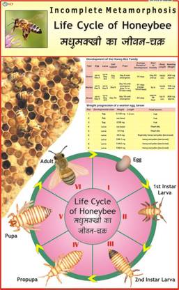 Honey Bee Chart Paper Print