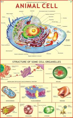 Animal Cell Chart Paper Print