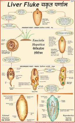 Liver Fluke Chart Paper Print