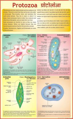 DNA Chart Paper Print