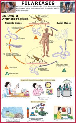Filiarisis Chart Paper Print