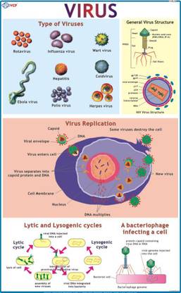 Virus Chart Paper Print