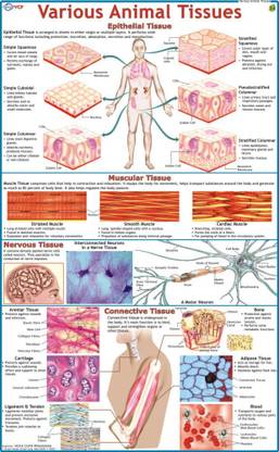 Various Animal Tissue Chart Paper Print