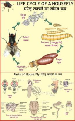 Housefly Chart Paper Print