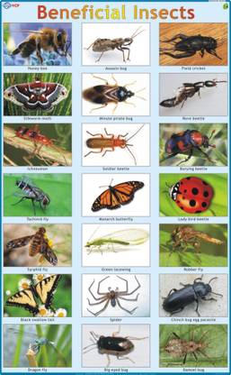 Beneficia Insects Chart Paper Print