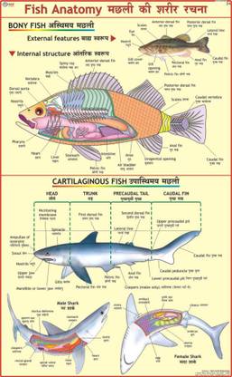Fish Anatomy Chart Paper Print
