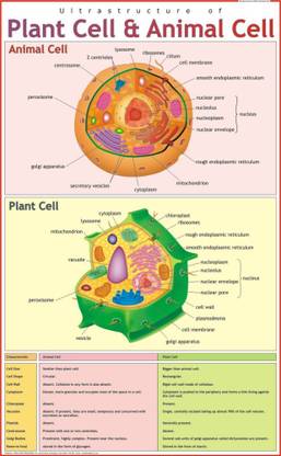 Ultrastructure of Plant & Animal Cell Paper Print