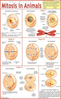 Mitosis in Animals Chart Paper Print