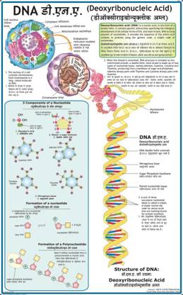 RNA Chart Paper Print