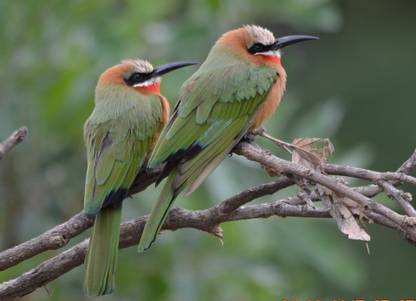 AZOHP10417 Bird Bee Eater Wildlife Beak Feather Paper Print