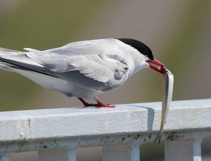 AZOHP7550 Arctic Tern Dove Bird Wildlife Beak Feather Paper Print