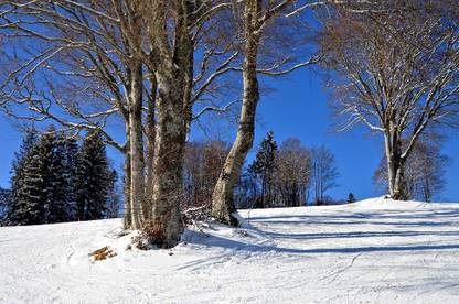 AZOHP10543 Black Forest Snow Weather Winter Cold Tree Paper Print