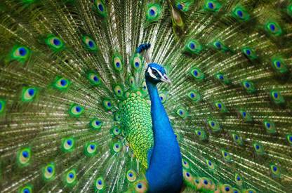 AZOHP10173 Beautiful Male Peacock Peafowl Pheasant Game Bird Pattern Paper Print