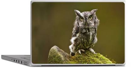 Printclub OWL Laptop Sticker 15.6 inch-Laptop Skin-2018-240 Vinyl Laptop Decal 15.6