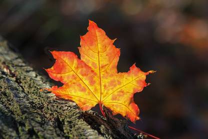 AZOHP9595 Autumn Leaf Maple Fall Leaves Paper Print