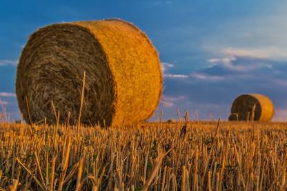 AZOHP9352 Bale Hay Fodder Feed Field Straw Paper Print