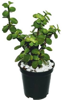 Floral Home Decor Lucky Green Jade Plant Bonsai Artificial Plant  with Pot
