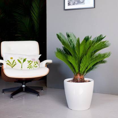 Vamsha Nature Care Live King Sago Palm Tree - great for landscape