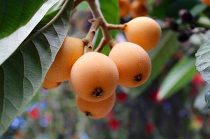 M-Tech Gardens Rare Loquat fruit Live Plant ( Seedling Plant )