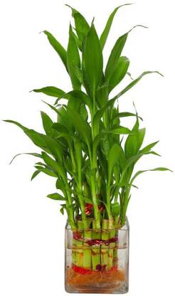AGAMI Green 3 Layer Lucky Bamboo Indoor Plant For Feng Shui With Big Square Glass Pot Seed