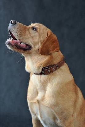 Labrador Notebook & Journal. Productivity Work Planner & Idea Notepad