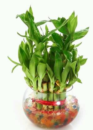 SWASTIK Lucky bamboo Plant Container Set