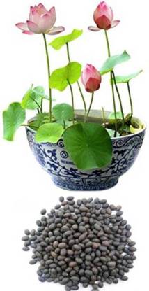 SaaHeli Lotus Multicolor Flower Seed