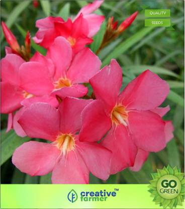 creative farmer Rose Laurel Seed