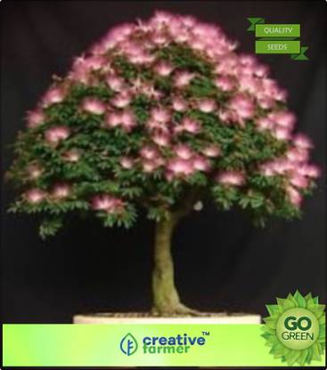 creative farmer Gulabi Siris Seed