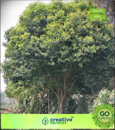 creative farmer Fruit Seeds Shade And Fruit Tree Mimusops Elengi Seeds For Seed