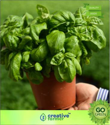 creative farmer Sweet Basil Ocimum Basilicum Herb White Flower Seeds - 50 Seeds Seed