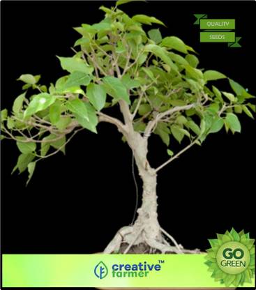 Creative Farmer Tree Seeds Peepal Holy Fig Tree Chief Oxygen Provider Seeds Bonsai Tree Seeds Seed Price In India Buy Creative Farmer Tree Seeds Peepal Holy Fig Tree Chief Oxygen Provider