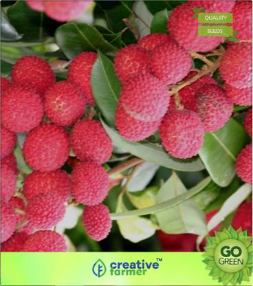 creative farmer Lici Fruit Tree Seeds Seed