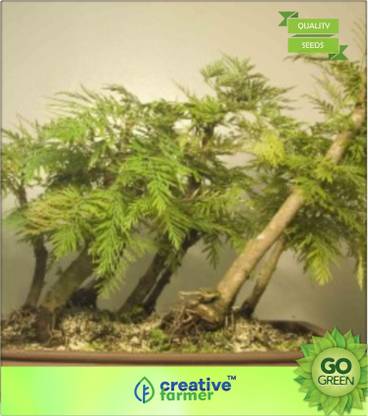 creative farmer Silver Oak Tree - Pyramidal To Oval In Shape Seed