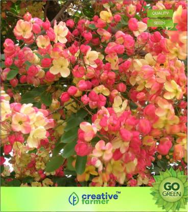 creative farmer Pink Shower Gulmohar Family Seed