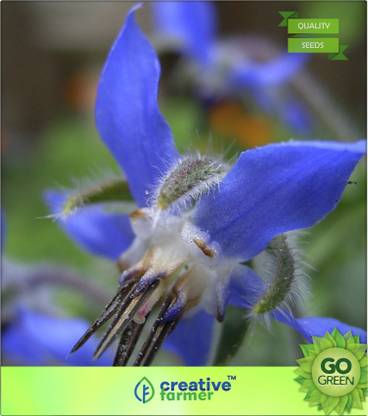 creative farmer Flowering Herb Seeds Starflower Borago Officinalis Seed