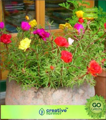 creative farmer Nau Bajiya - 9 O'Clock Flower Seed