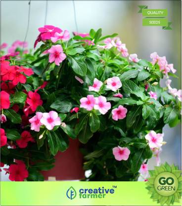 creative farmer Sadaphuli Vinca Seeds Seed