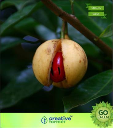creative farmer Myristica Fragrans - Nutmeg Seed
