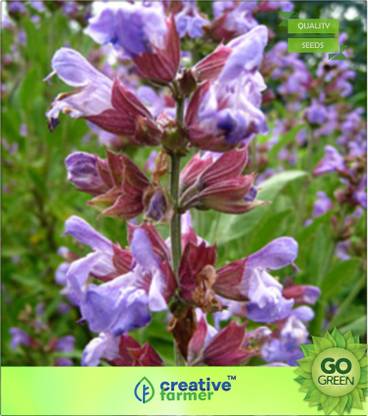 creative farmer Parsley Herb Seeds - Seema Malli (Malayalam) Seed