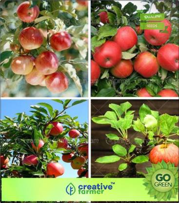 creative farmer Dwarf Fuji Apple Tree Plant Seed