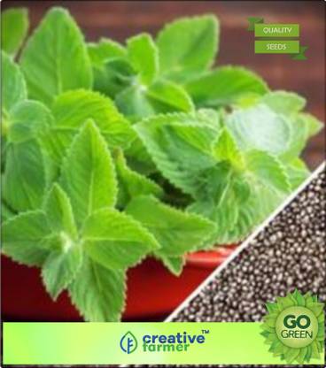 creative farmer Japanese Mint/Menthol Mint. Seed